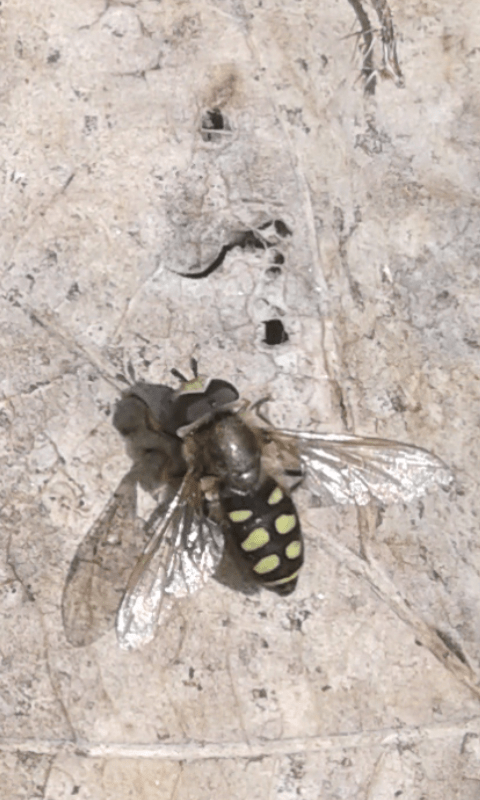 Syrphidae : Eupeodes luniger? Sì, m & f